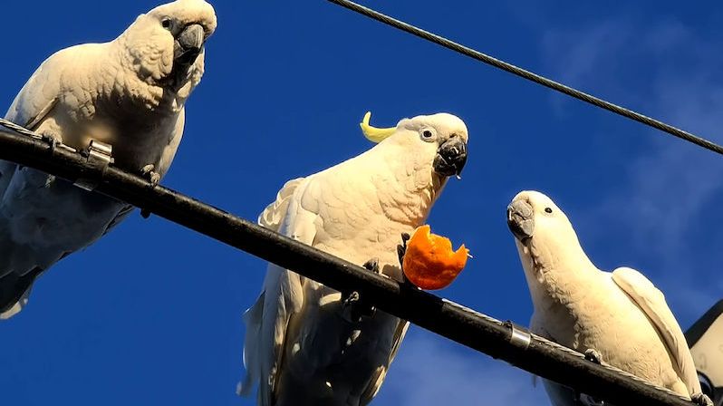 Roztomilá scénka: trio divokých kakadu se na drátě hádalo o mandarinku
